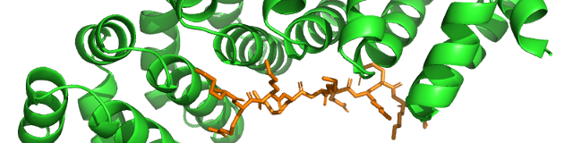 Image of a protein structure binding
                    a peptide ligand.